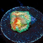 AS Fungis Favia Coral with encrusting growth in reef aquarium