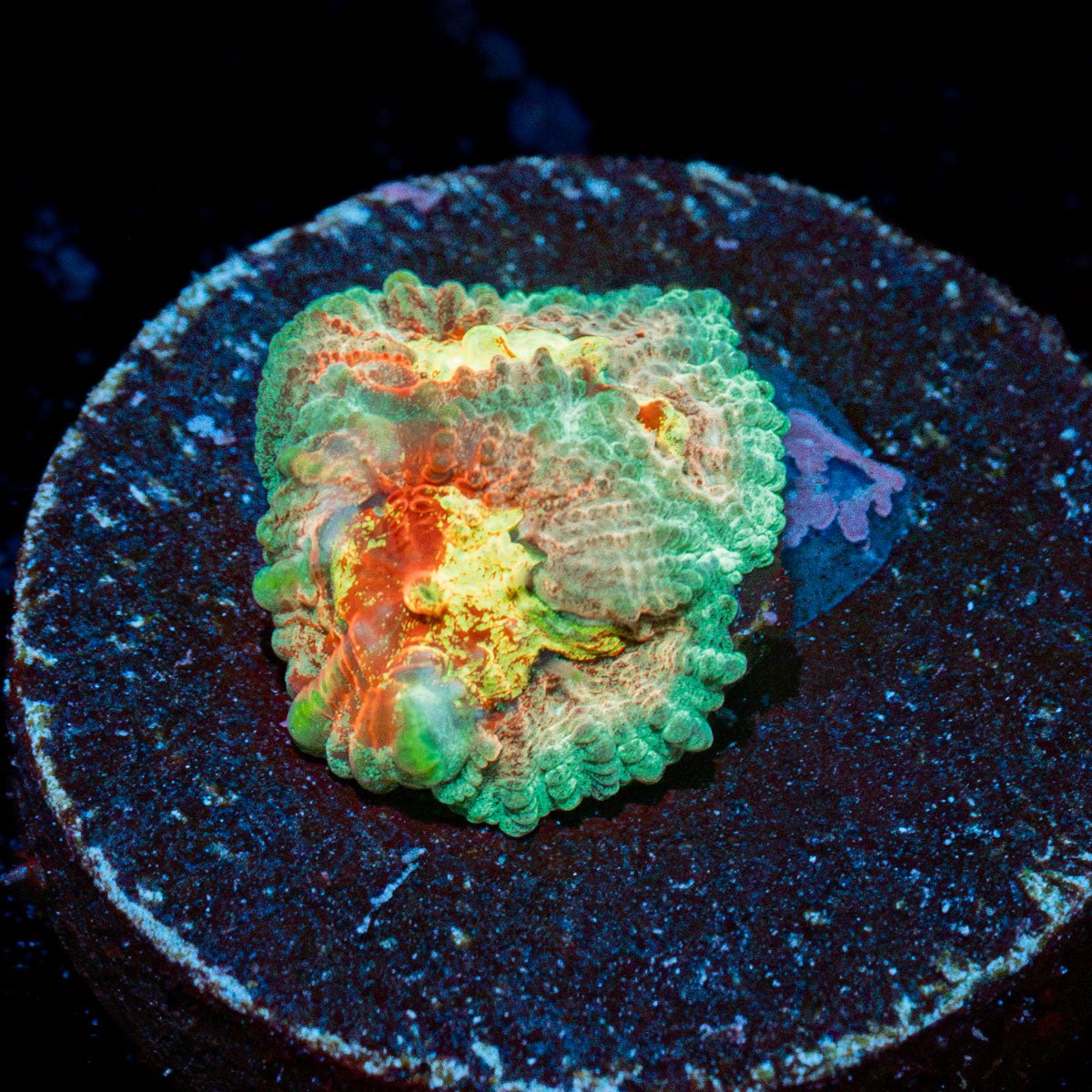 AS Fungis Favia Coral with encrusting growth in reef aquarium