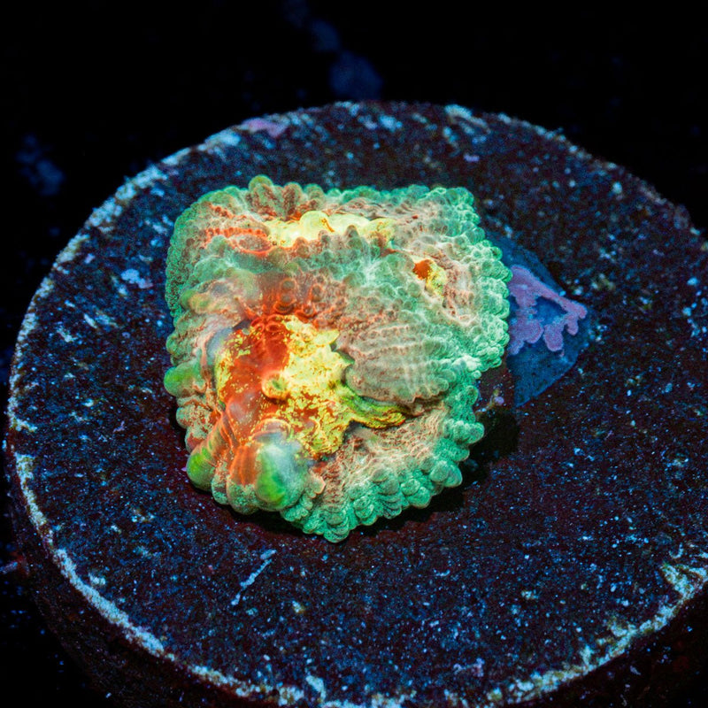 AS Fungis Favia Coral with encrusting growth in reef aquarium