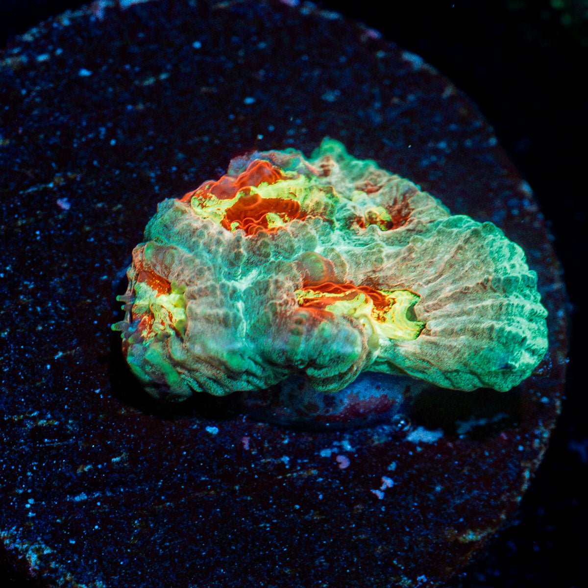 Ass Fungia Favia with encrusting growth in reef aquarium