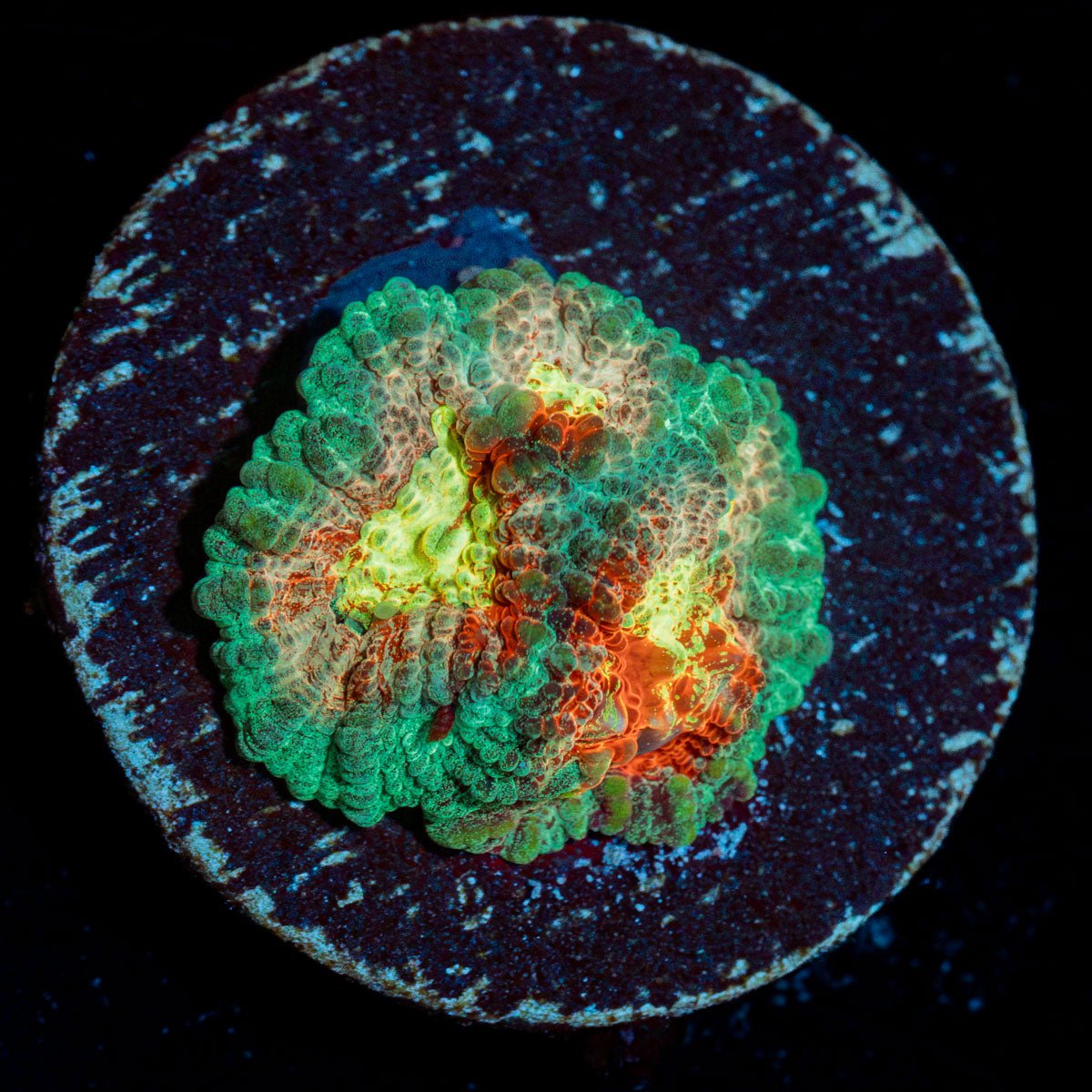 Ass Fungus Favia Coral with encrusting growth in reef aquarium