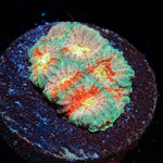 Ass Fungus Favia coral with encrusting growth in reef aquarium