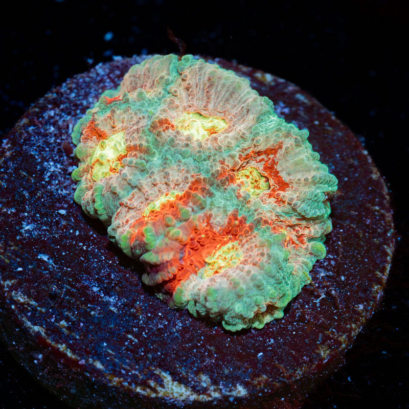 Ass Fungus Favia Coral