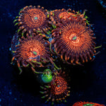 Aztec Warrior Zoanthid Coral colony growth in reef aquarium