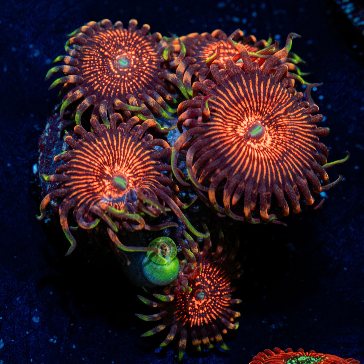Aztec Warrior Zoanthid Coral colony growth in reef aquarium