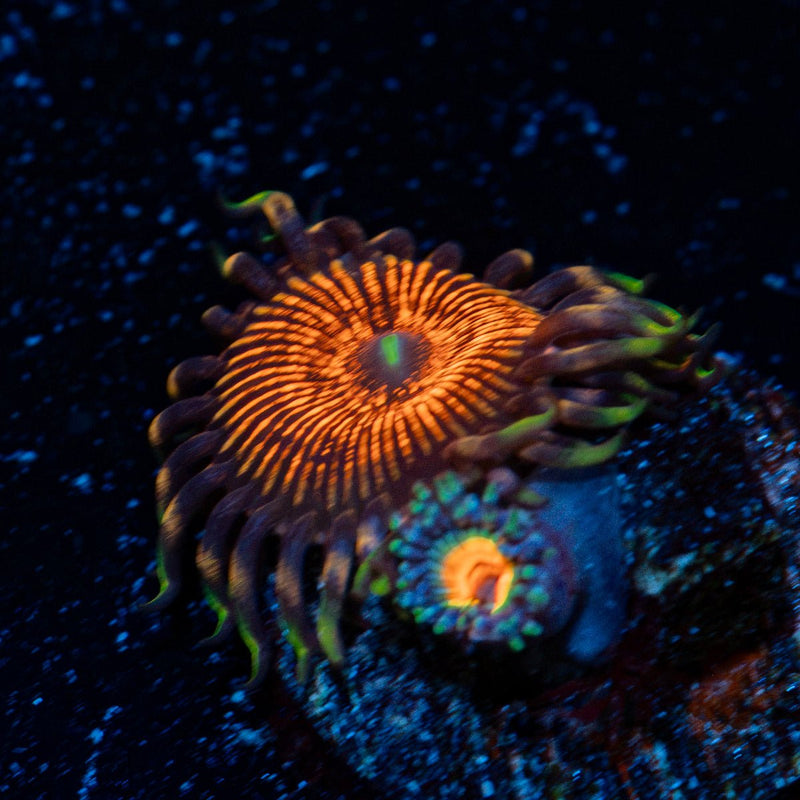 Aztec Warrior Zoanthid Coral colony growth in reef aquarium