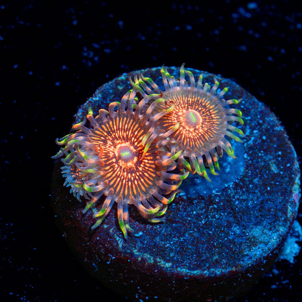 Aztec Warrior Zoanthid Coral colony growth in reef aquarium