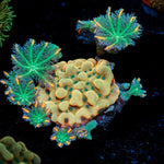 Beach Bum Monti Coral with branching growth in reef aquarium