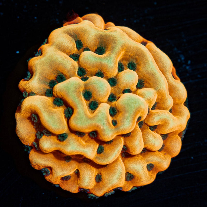 Beach Bum Montipora Coral
