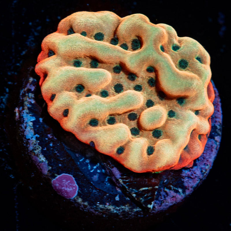 Beach Bum Montipora Coral