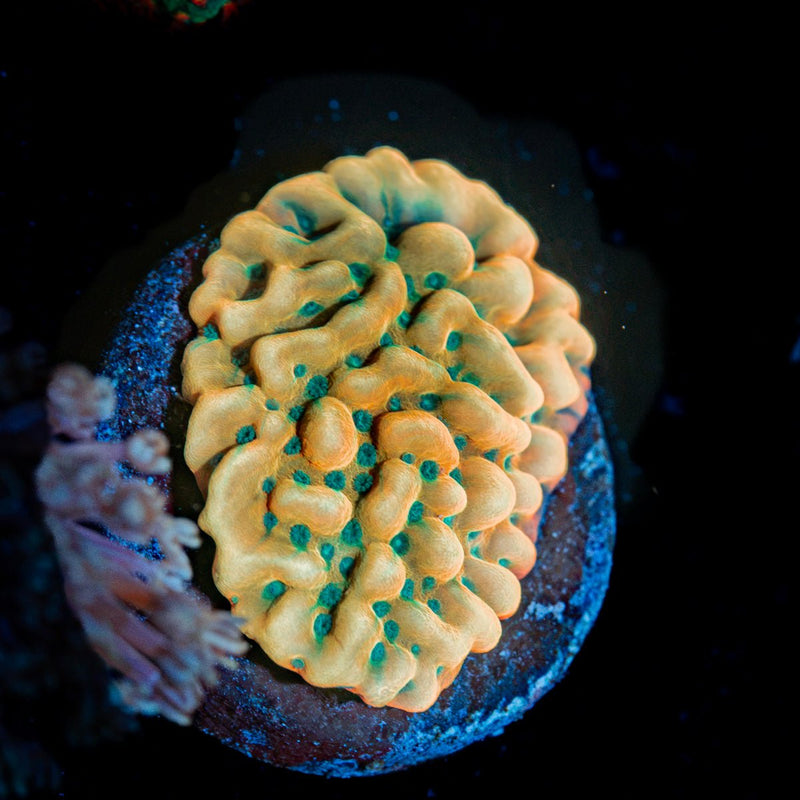 Beach Bum Montipora Coral with branching growth in reef aquarium