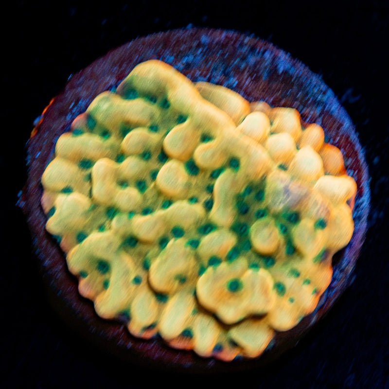 Beach Bum Montipora Coral with branching growth in reef aquarium