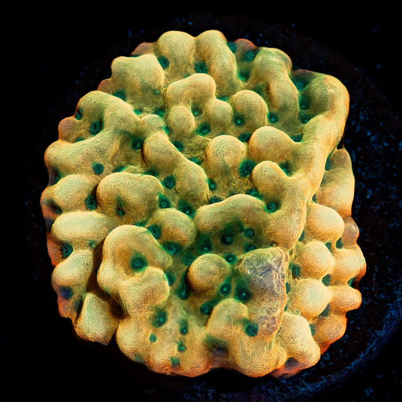 Beach Bum Montipora Coral with branching growth in reef aquarium