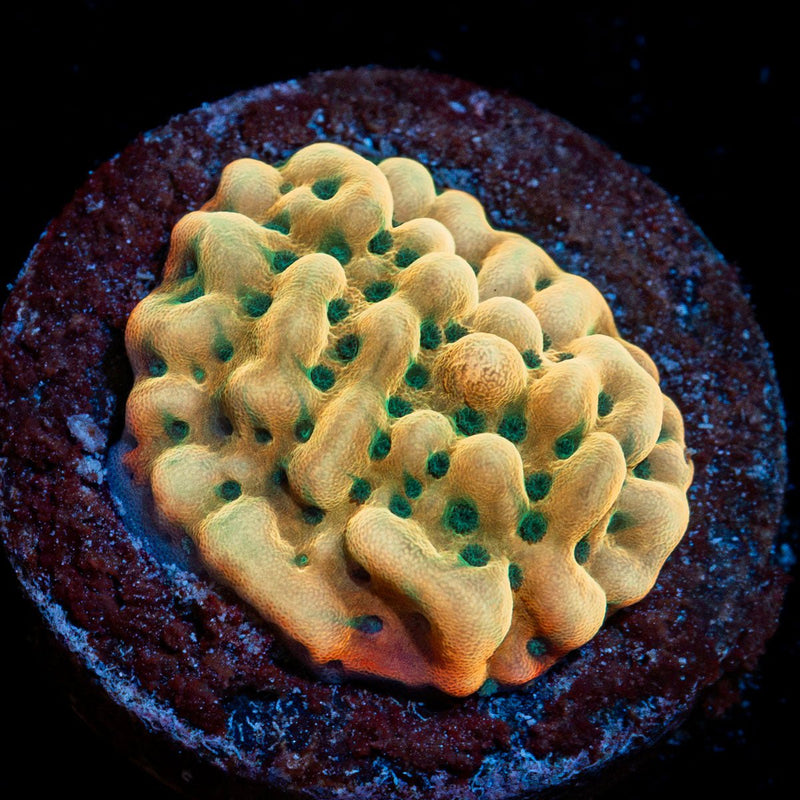 Beach Bum Montipora Coral with branching growth in reef aquarium