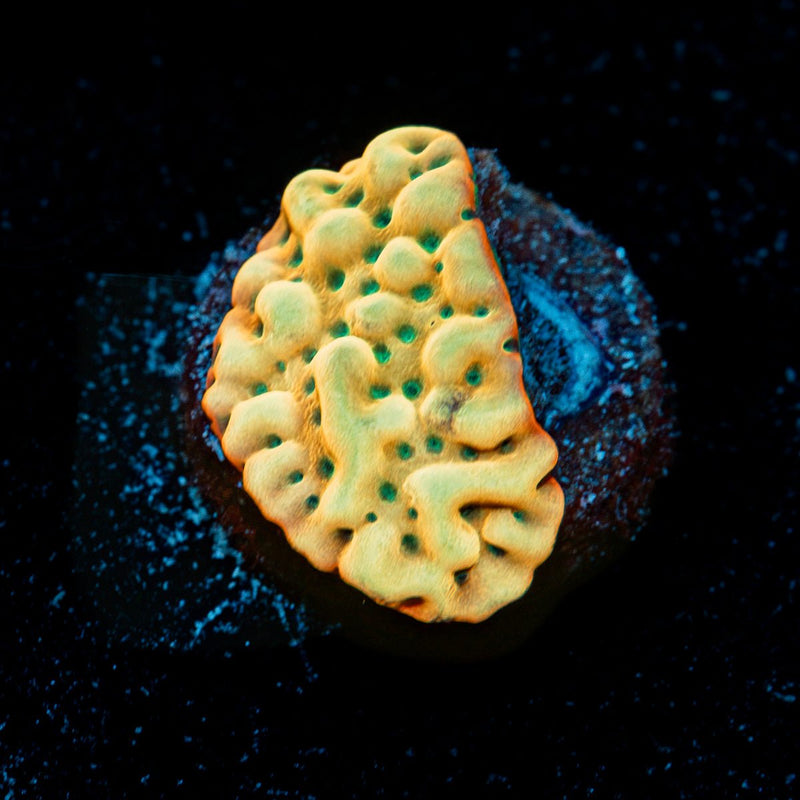 Beach Bum Montipora Coral with branching growth in reef aquarium