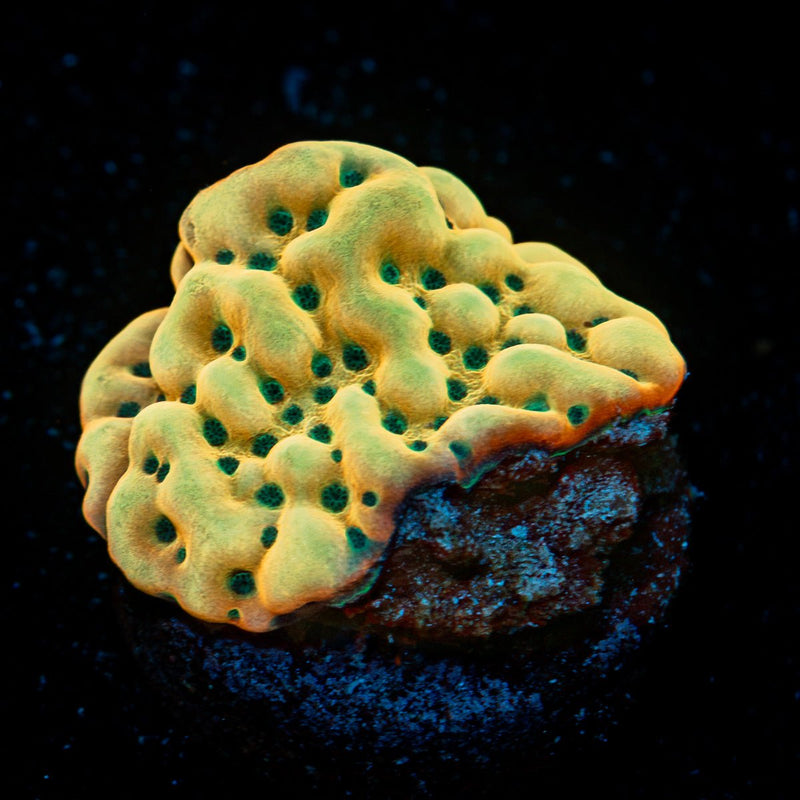 Beach Bum Montipora Coral with branching growth in reef aquarium