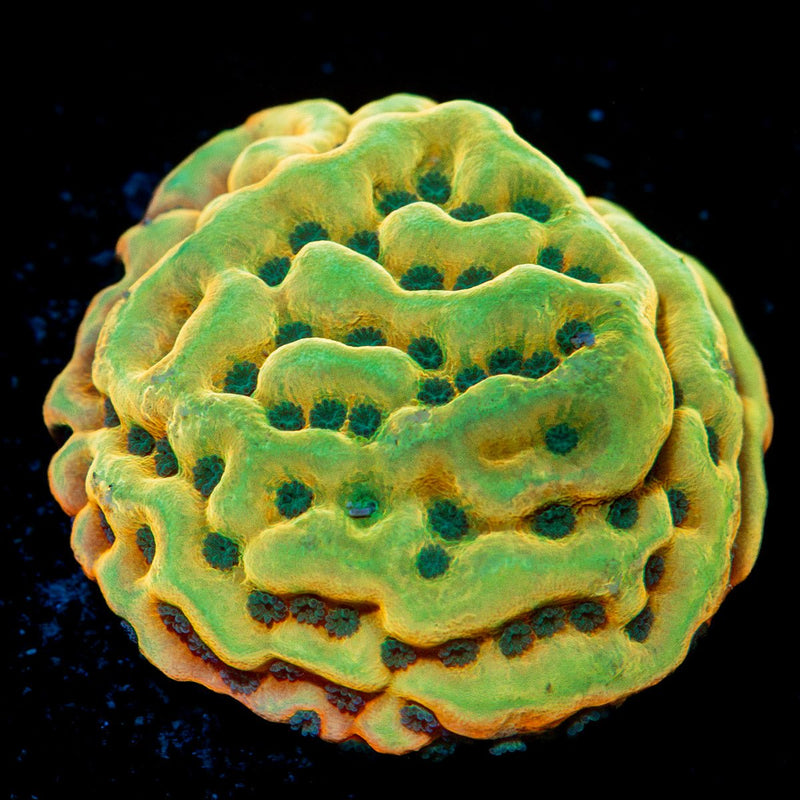 Beach Bum Montipora Coral with branching growth in reef aquarium