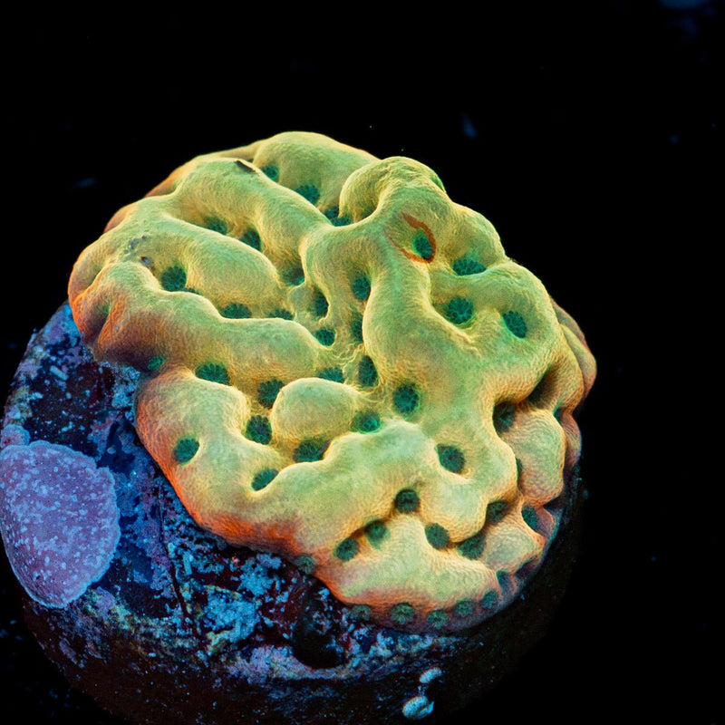 Beach Bum Montipora Coral with branching growth in reef aquarium