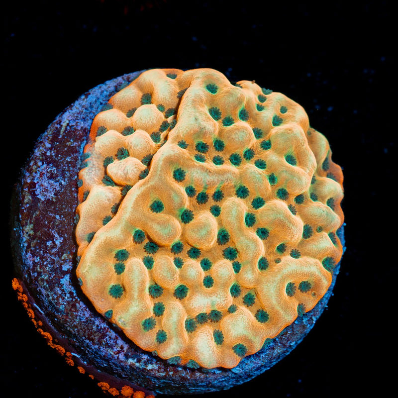 Beach Bum Montipora Coral with branching growth in reef aquarium