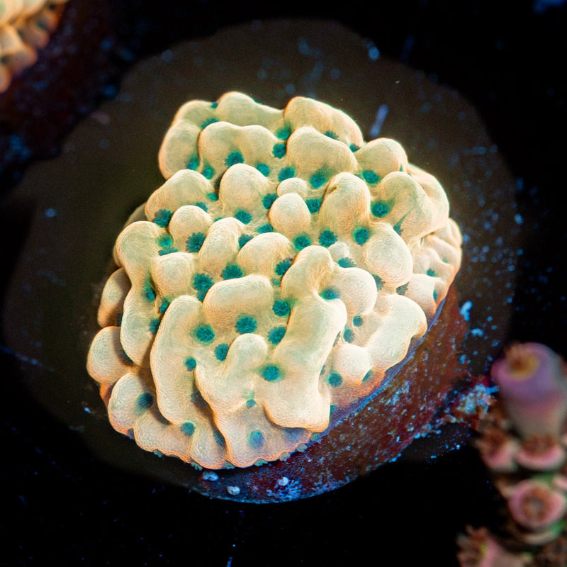 Beach Bum Montipora Coral with branching growth in reef aquarium