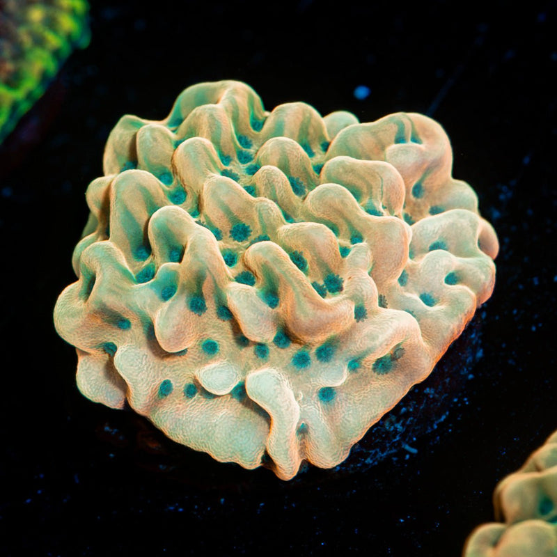 Beach Bum Montipora Coral with branching growth in reef aquarium