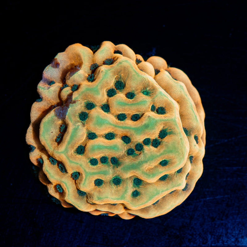 Beach Bum Montipora Coral with branching growth in reef aquarium