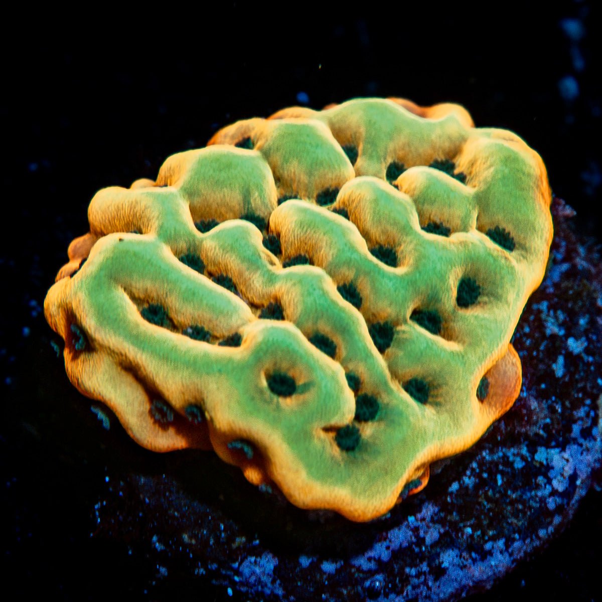 Beach Bum Montipora with branching growth in reef aquarium