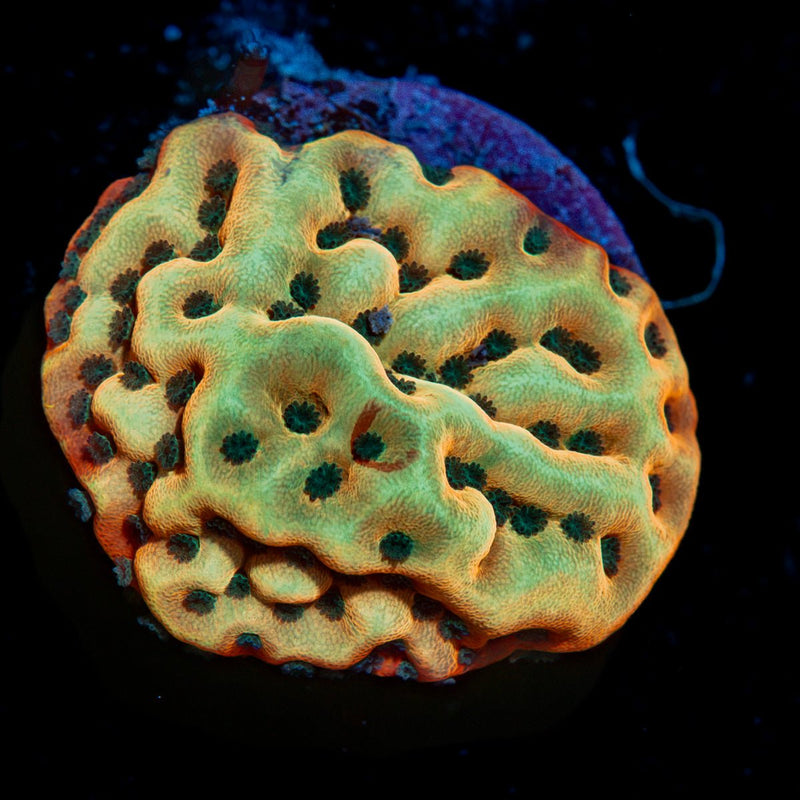 Beach Bum Montipora Coral with branching growth in reef aquarium