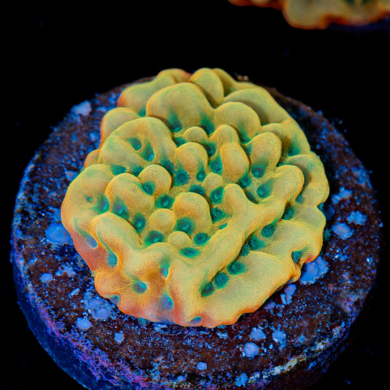 Beach Bum Montipora Coral with branching growth in reef aquarium