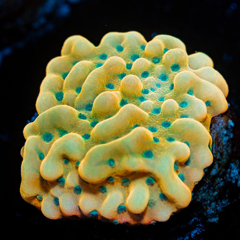 Beach Bum Montipora Coral with branching growth in reef aquarium