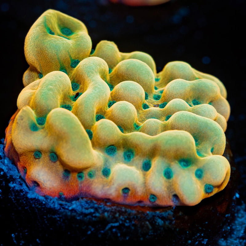 Beach Bum Montipora Coral