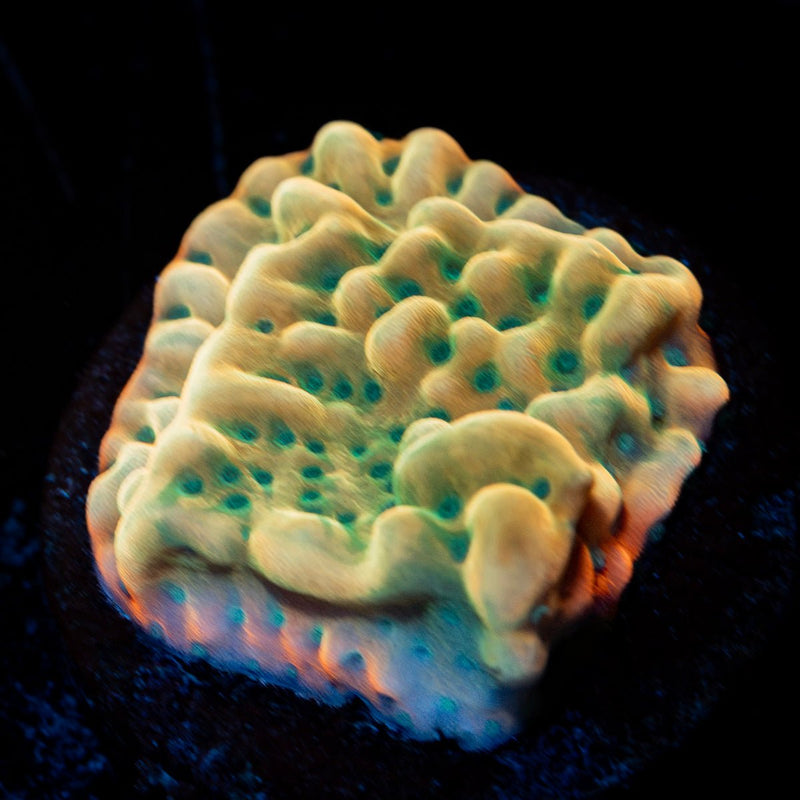 Beach Bum Montipora Coral with branching growth in reef aquarium