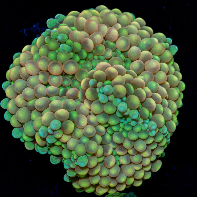 Bi Color Ricordea Mushroom Coral with mushroom disc in reef aquarium