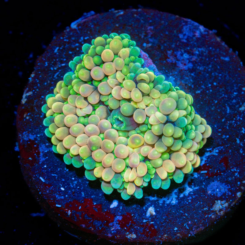 Bi Color Ricordea Mushroom Coral with mushroom disc in reef aquarium