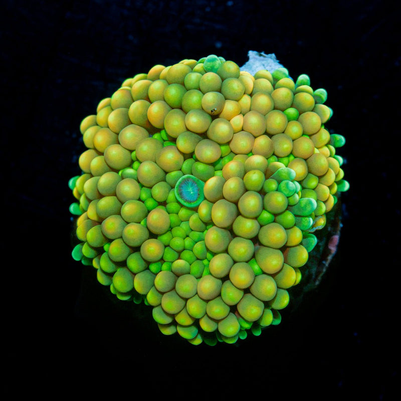Bi Color Ricordea Mushroom Coral with mushroom disc in reef aquarium