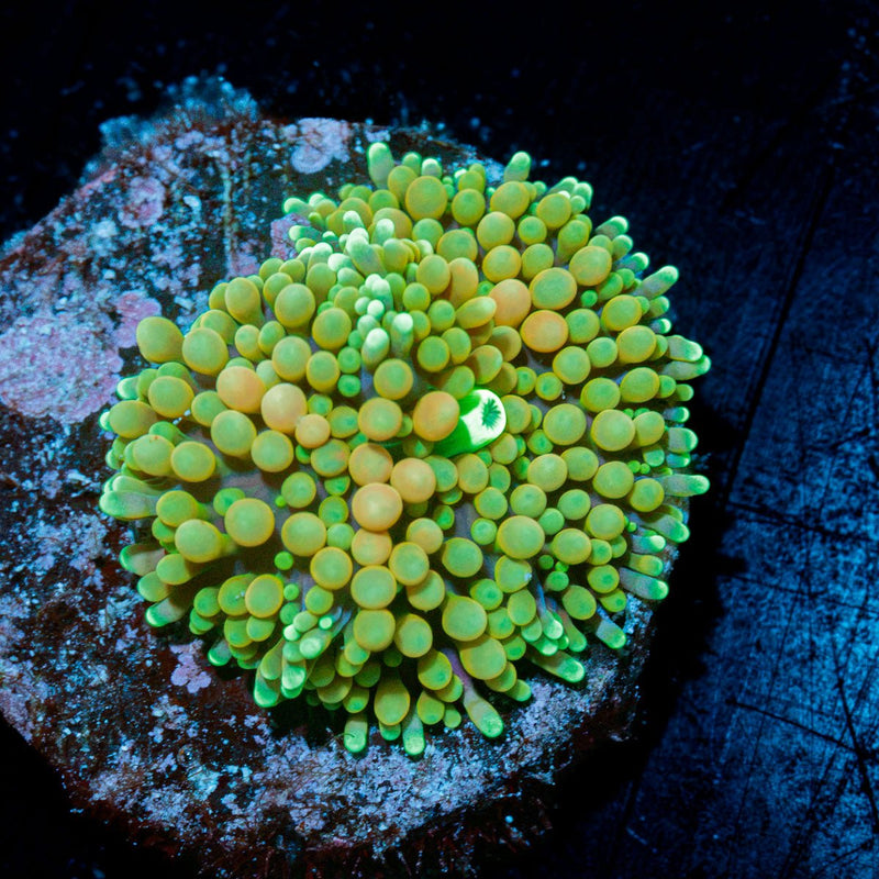 Bi Color Ricordea Mushroom Coral with mushroom disc in reef aquarium