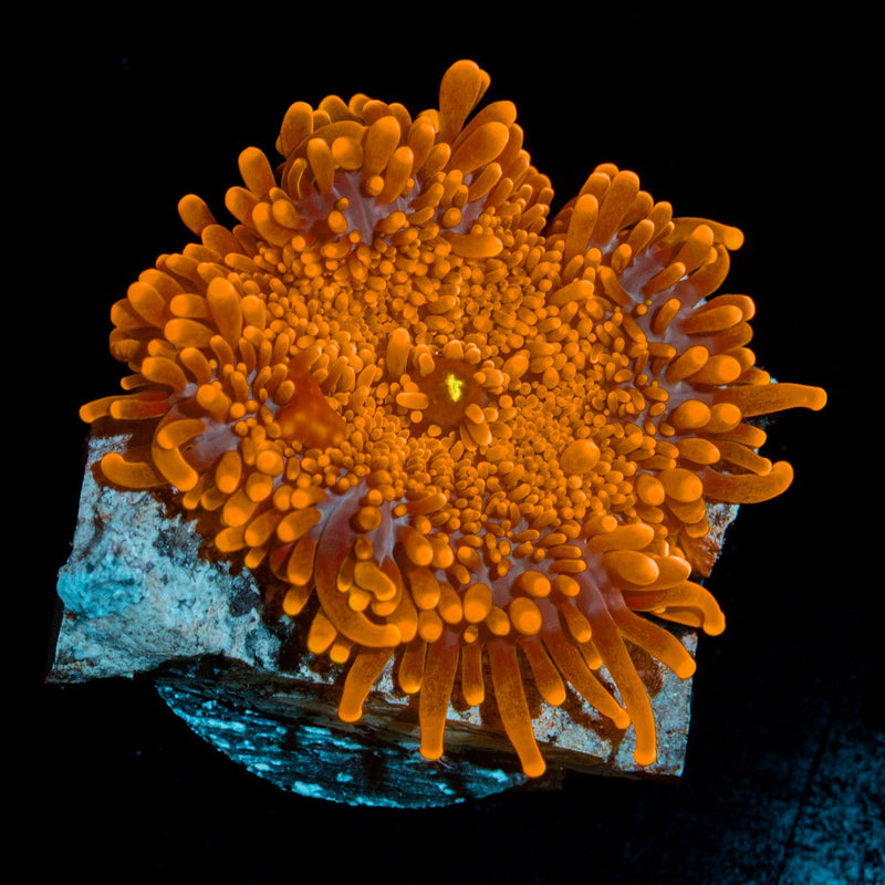 Blazin Saddles Yuma Mushroom Coral with mushroom disc in reef aquarium
