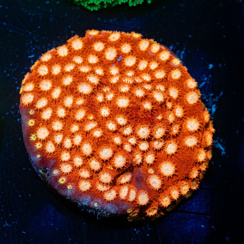 Bling Bling cyphastrea coral with encrusting growth in reef aquarium