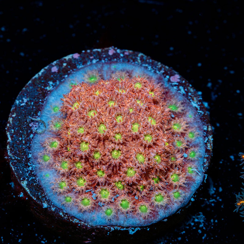 Bling Bling Cyphastrea Coral with encrusting growth in reef aquarium