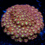 Bling Bling Cyphastrea Coral with encrusting growth in reef aquarium