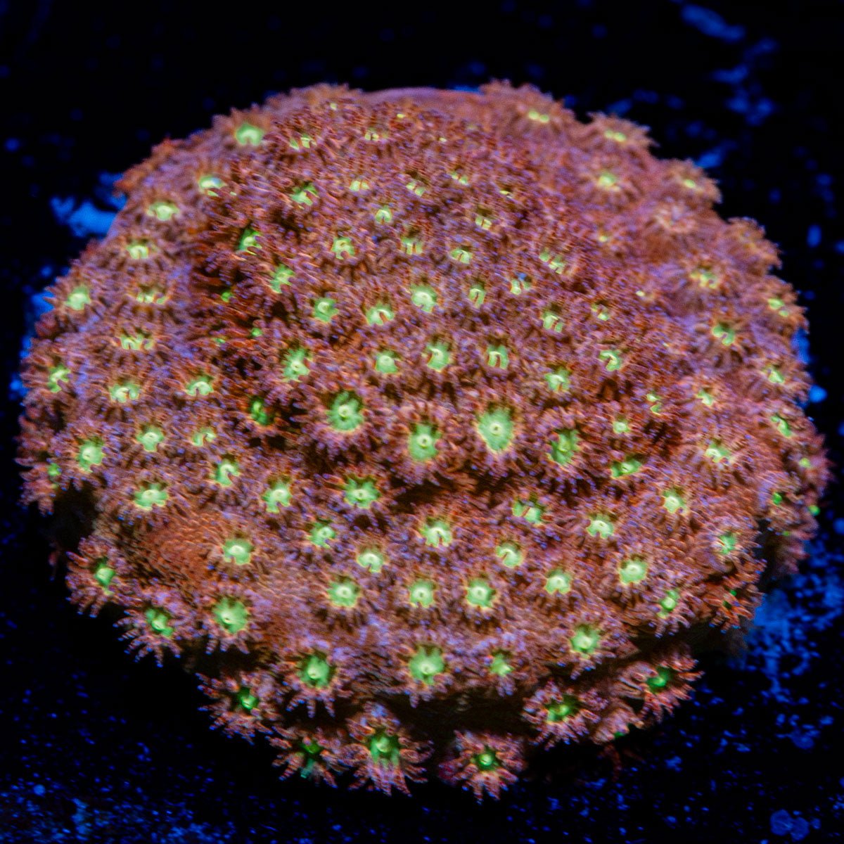 Bling Bling Cyphastrea Coral with encrusting growth in reef aquarium