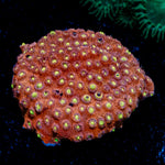 Bling Bling Cyphastrea Coral with encrusting growth in reef aquarium