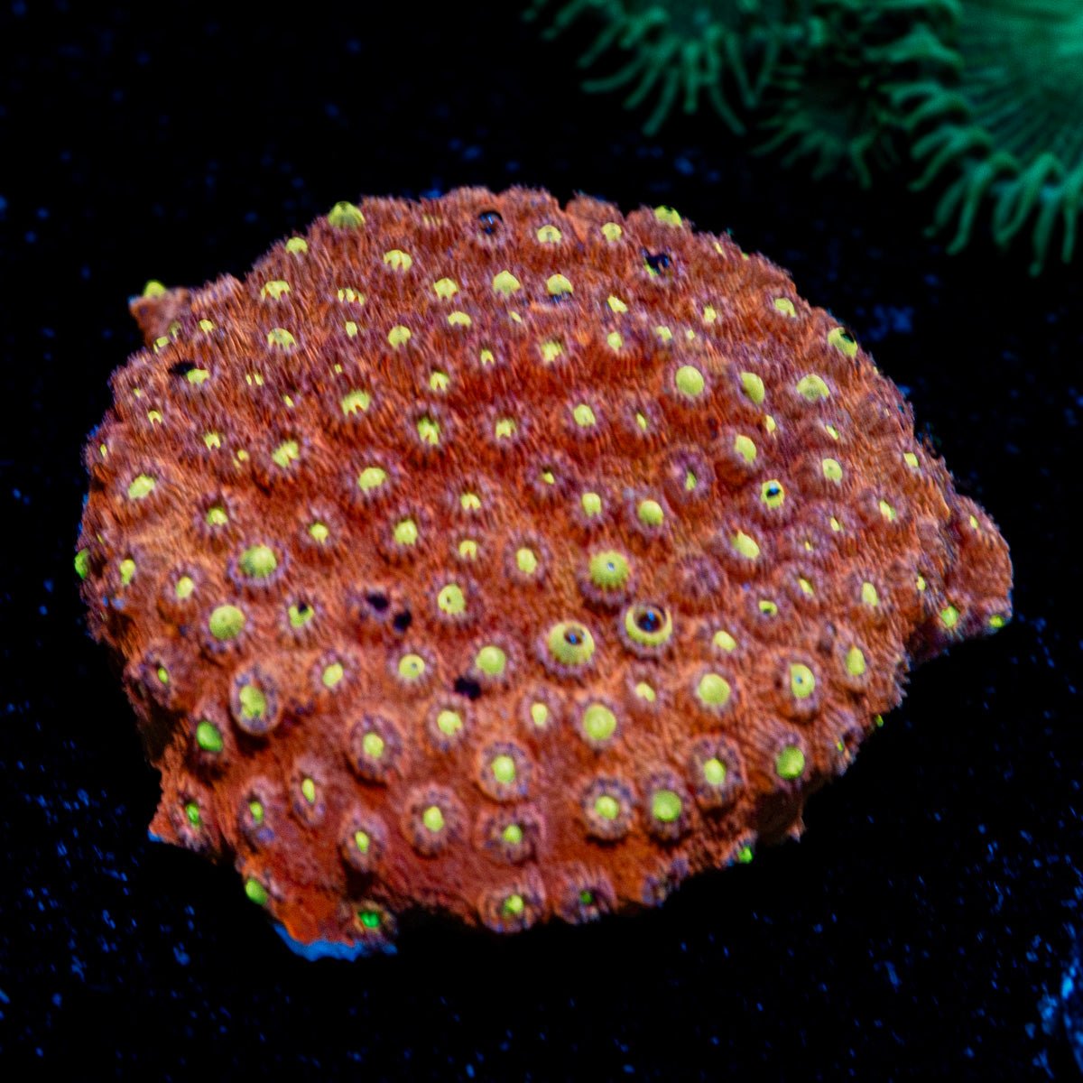 Bling Bling Cyphastrea Coral with encrusting growth in reef aquarium
