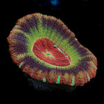 Blood Harvest Acan Coral with fleshy polyps in reef aquarium