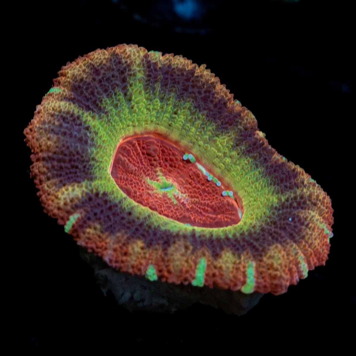 Blood Harvest Acan Coral with fleshy polyps in reef aquarium