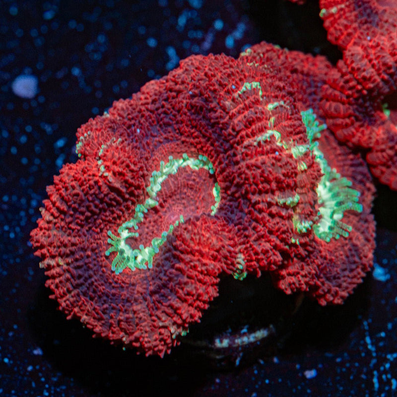 Blood Moon Acan Coral with fleshy polyps in reef aquarium