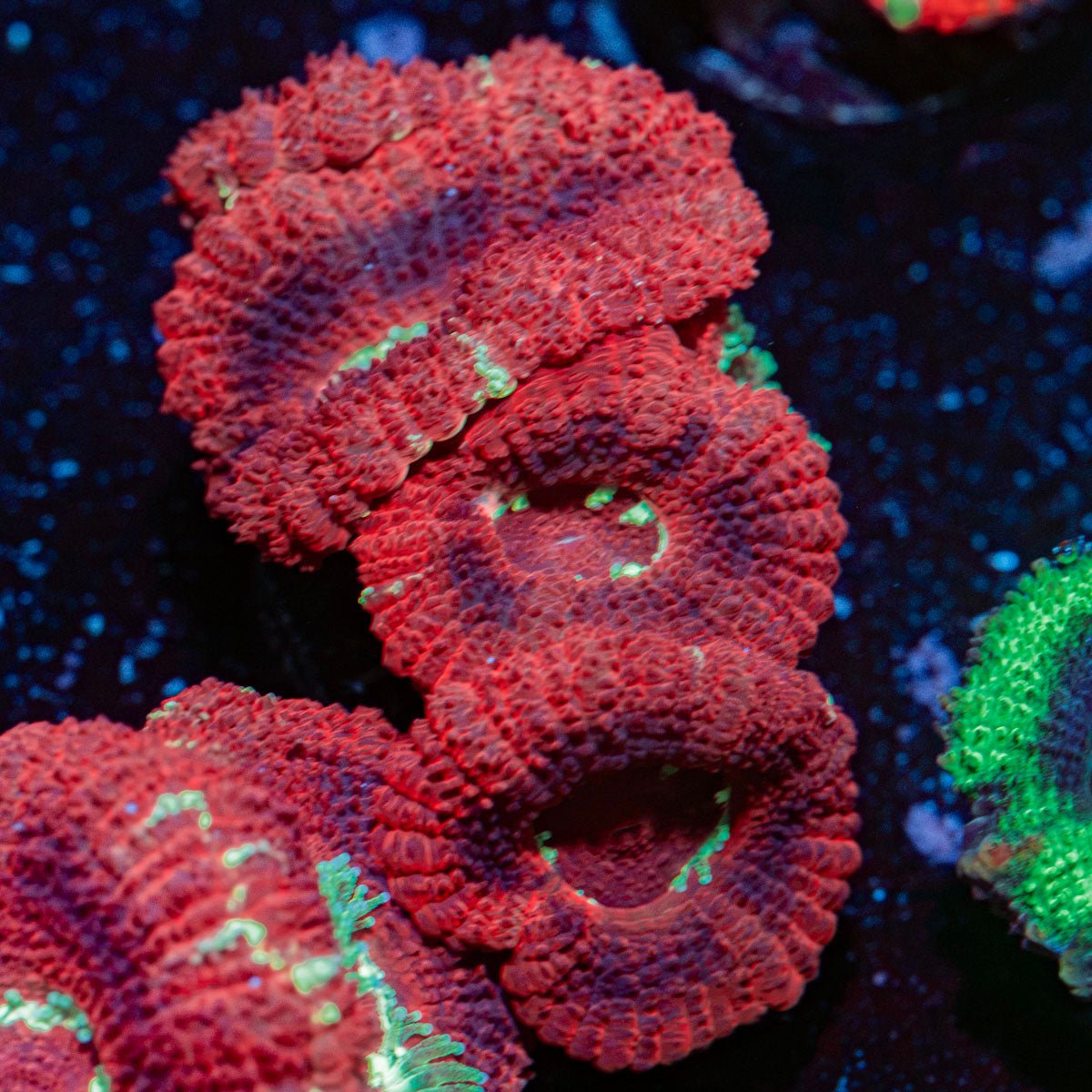 Blood Moon Acan Coral with fleshy polyps in reef aquarium