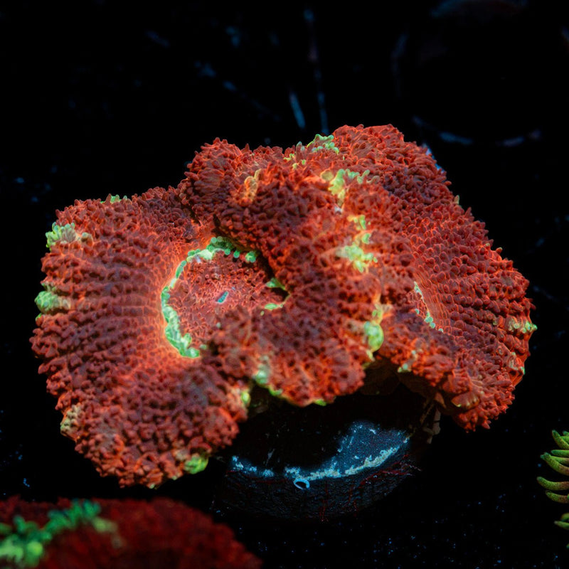 Blood Moon Acan Coral with fleshy polyps in reef aquarium