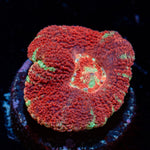 Deep red Blood Moon Acan Micromussa with textured surface in a reef aquarium
