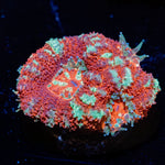 Deep red Blood Moon Acan Micromussa with colorful coral specimen in a reef aquarium